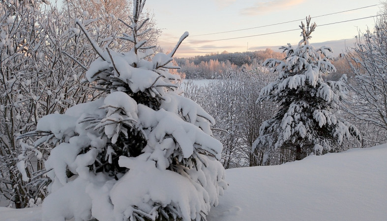 снежная елка