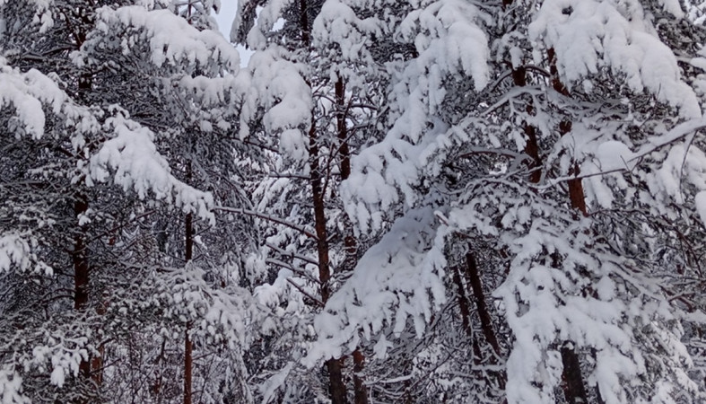 деревья снег