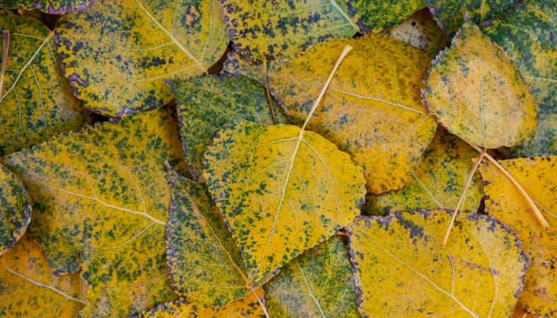 опавшая листва опавшая листва