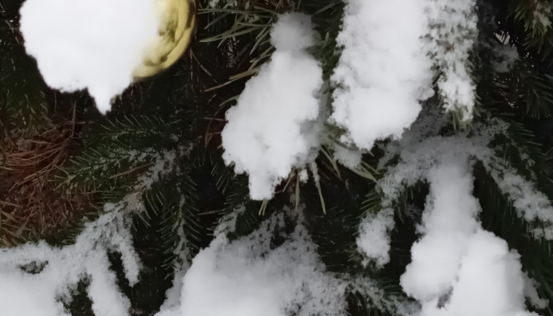 елка в снегу