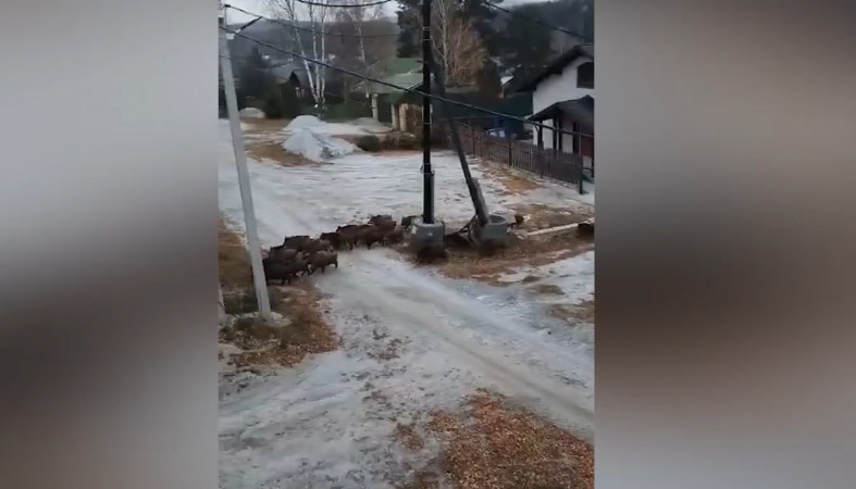 стадо кабанов