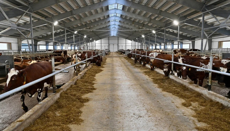 коровы коровы