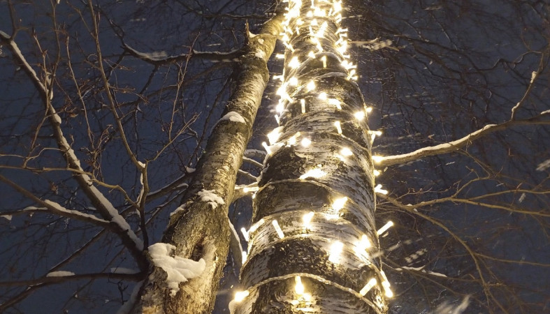 гирлянда на березе