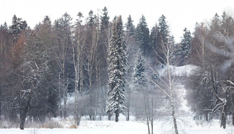 лес зимой лес зимой