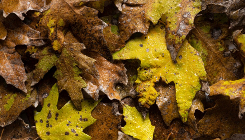 листья с каплями дождя листья с каплями дождя