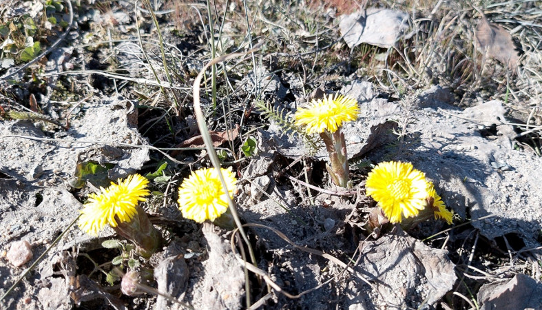 первые цветы