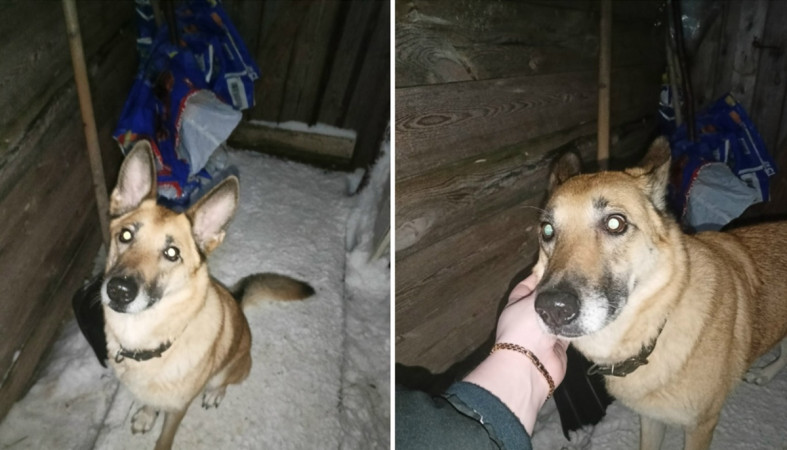 собака собака