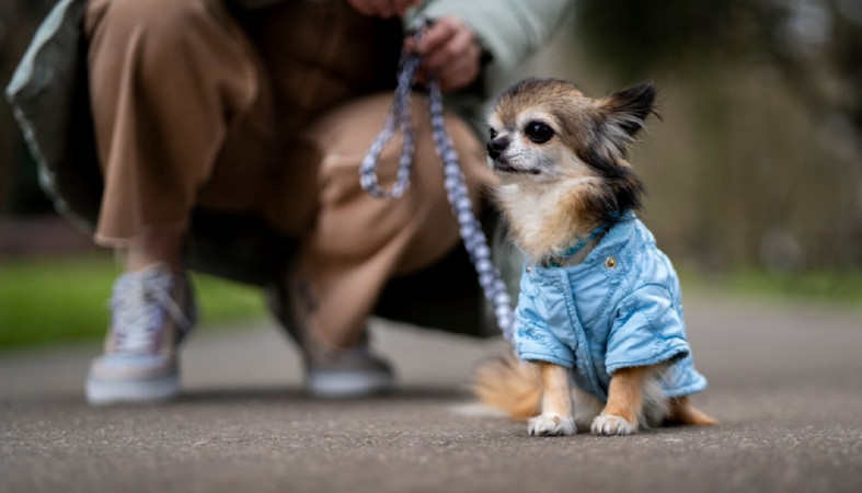 питомец на прогулке