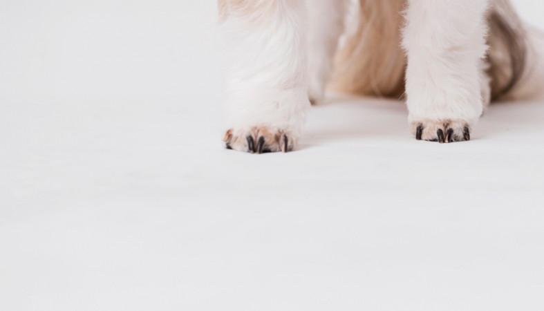 лапы собаки