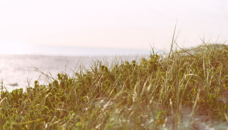 берег с травой