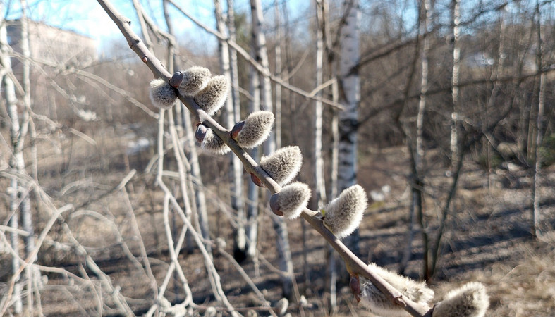 верба верба
