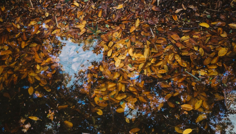 листья в луже листья в луже