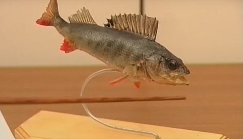 окунь_макет