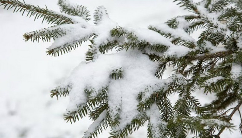 снегопад_ветка_снег_зима