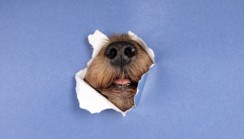 Милый собачий нос