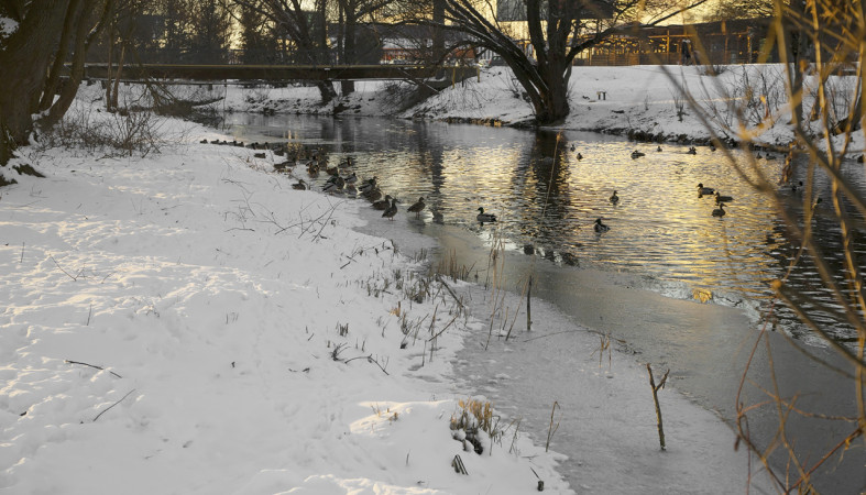 Весенний пейзаж - река и утки.