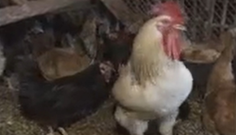 петух и курицы