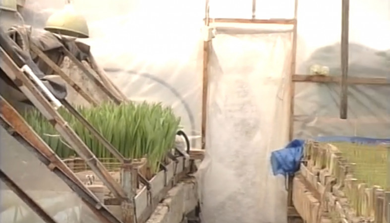 теплицы_урожай теплицы_урожай