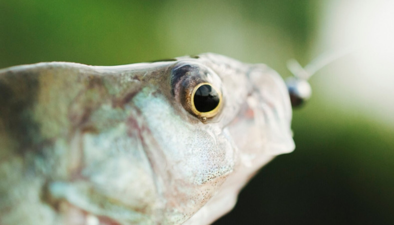 пойманная рыба