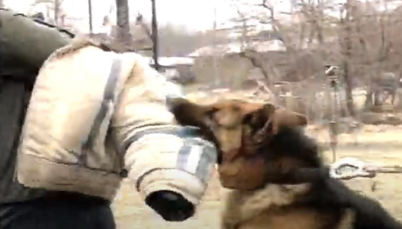 Уникальный специалист, воспитавший сотни собак, прибыл в Карелию