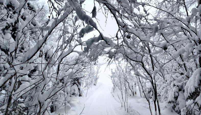 снег_снегопад_деревья