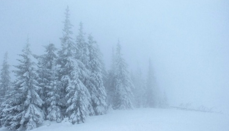 туман_зима_лес