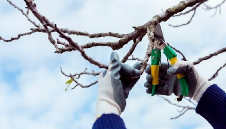 обрезка_дерево_секатор