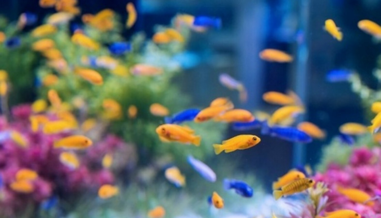 рыба_аквариум