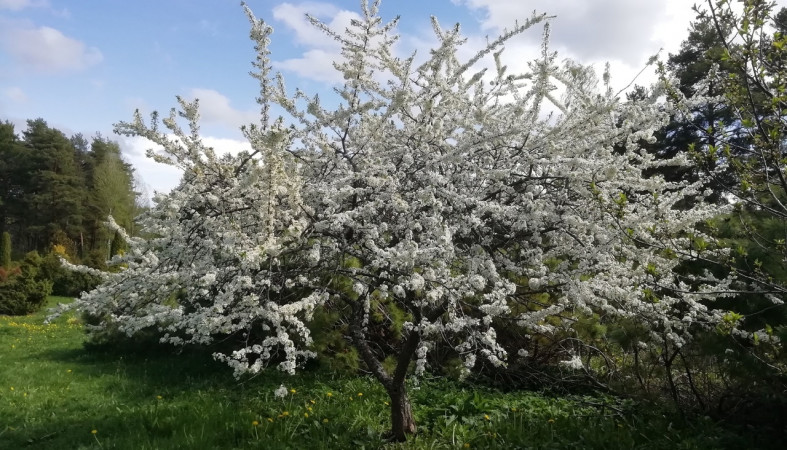 Ботанический сад ПетрГУ