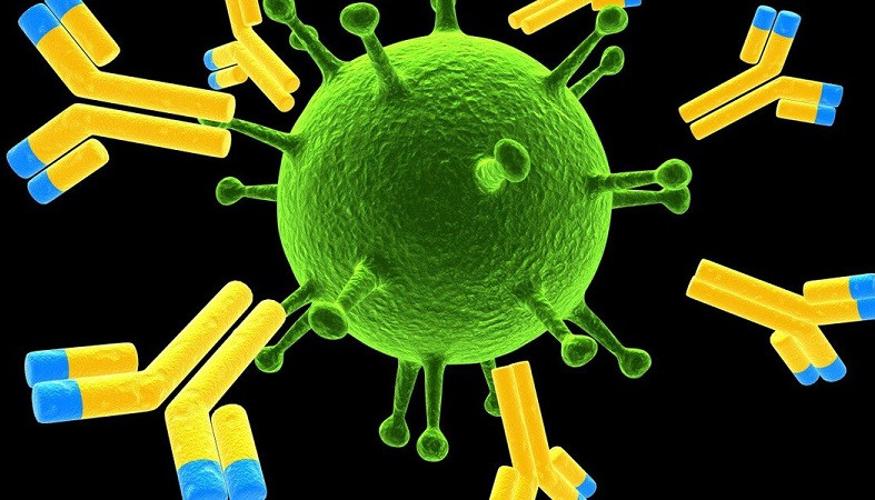 Более пяти процентов петрозаводчан имеют антитела к коронавирусу