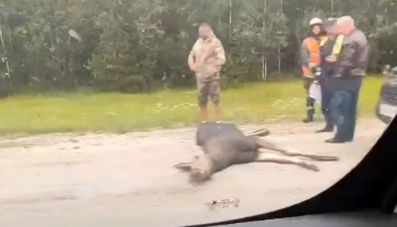 На трассе под Петрозаводском автомобилист сбил лося