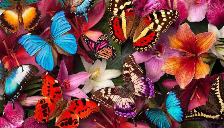 выставка бабочек