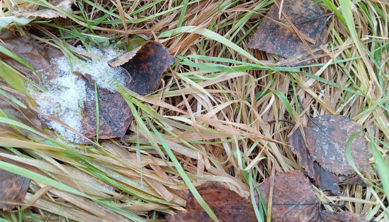 трава и листок