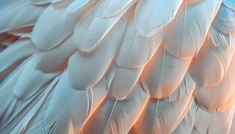 перо_птица_крыло