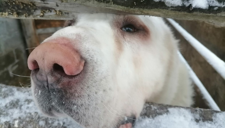 Алабай Мишка