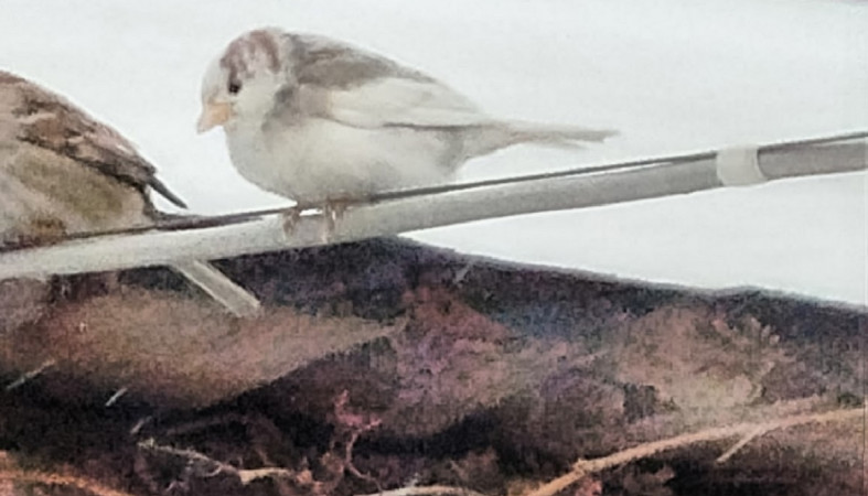 Воробей с белым оперением