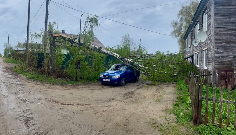 Береза упала на автомобиль