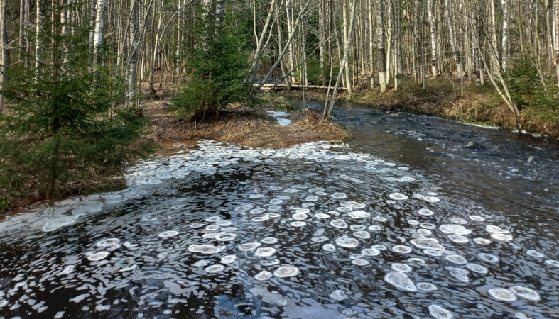 Лед в виде блинов на Неглинке