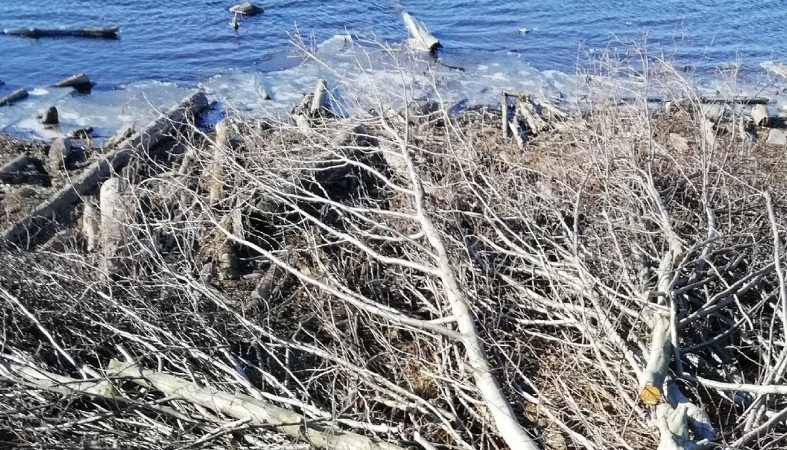 Срубленные на берегу реки деревья Срубленные на берегу реки деревья
