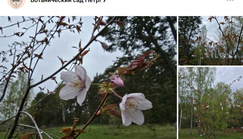 сакура цветет