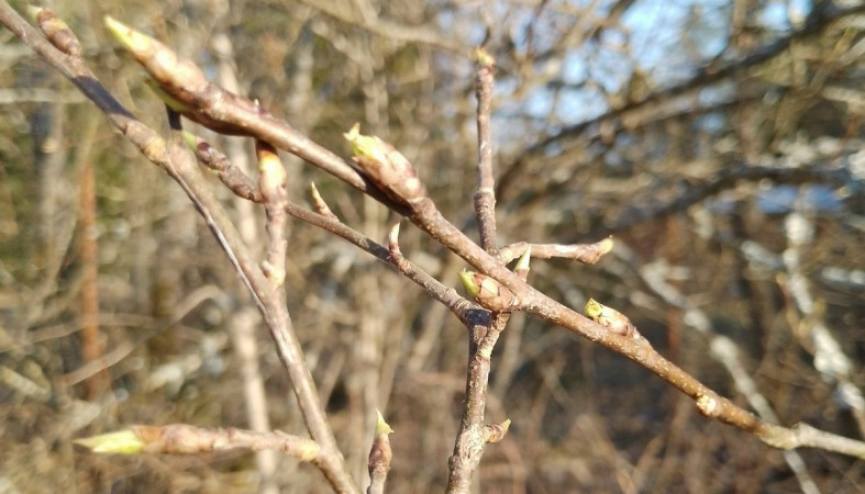 Первой проснулась черемуха