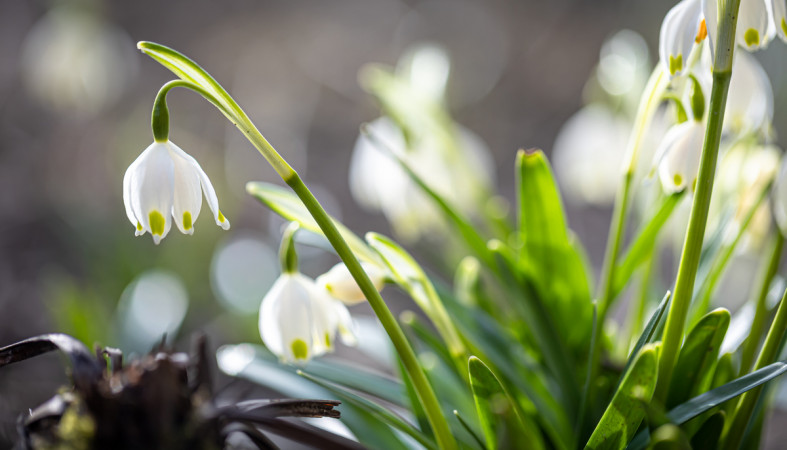 подснежник_цветок_весна
