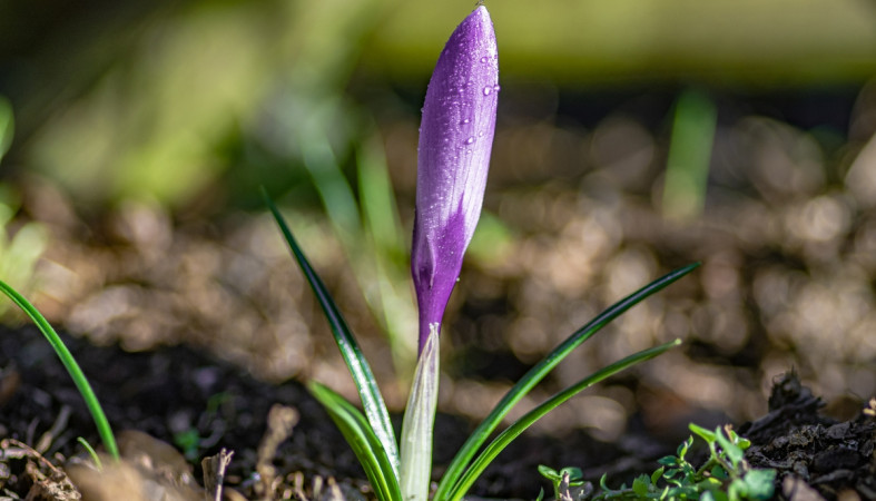 крокус_цветок_весна