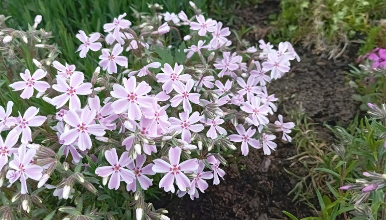 флоксы