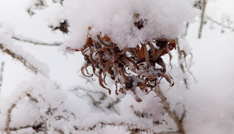 шиповник на морозе шиповник на морозе