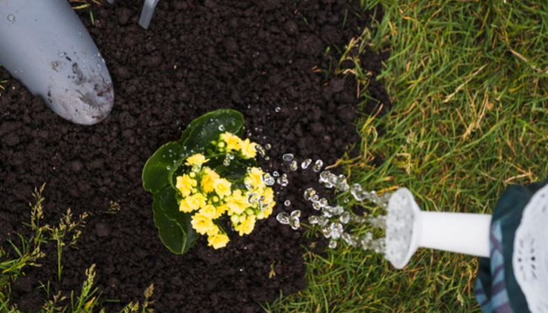 цветок на клумбе