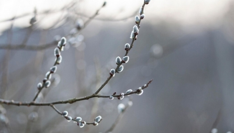 верба_весна