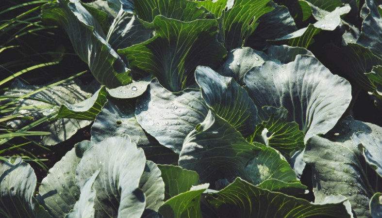 Огород на даче