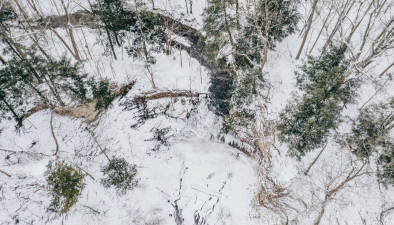 лес_зима_природа_снег