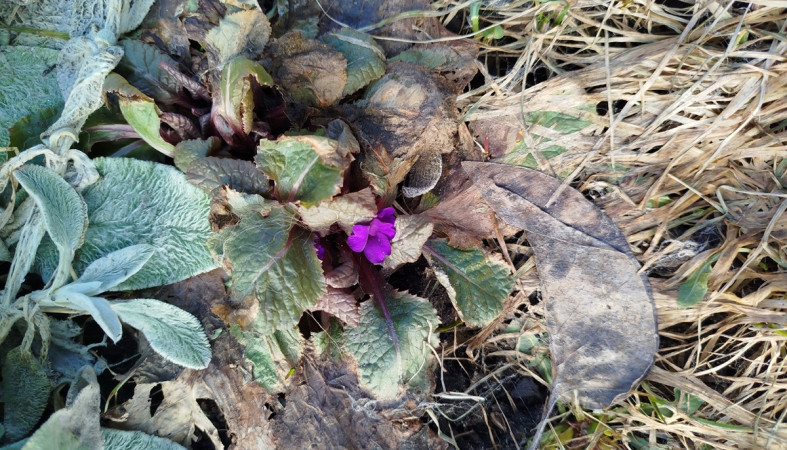 уличный цветок уличный цветок